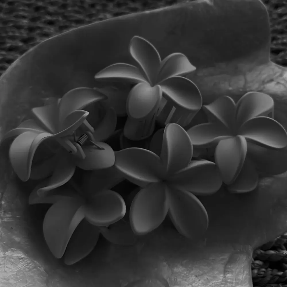 Frangipani flowers